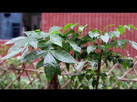 擋壁刀煞植物|擋煞植物實測：效果驚人